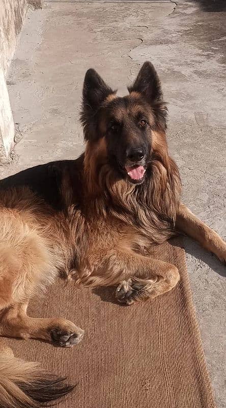 German shephered long hair  pedigree male available for Stud/Cross 1