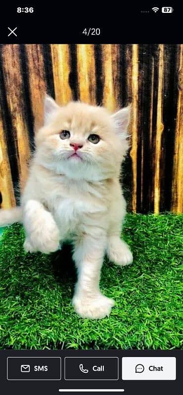 Persian hamalian british punch face piki face cat's and kitten's 18