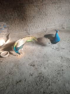 3 male peacock age 30 month