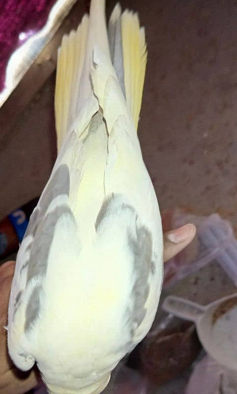 hand tame bird 3