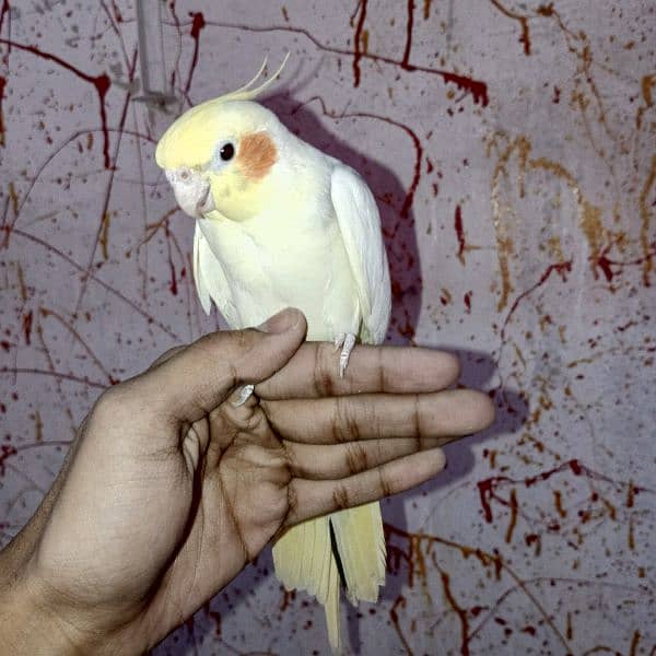 hand tame bird 4