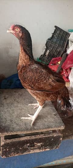 Two years age and breeder female hen