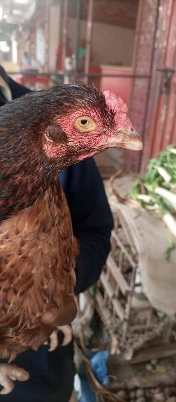 Two years age and breeder female hen 1