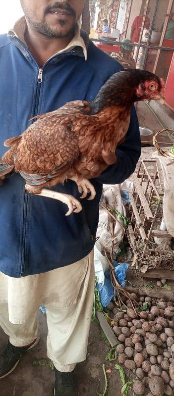 Two years age and breeder female hen 2