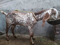 Makhi cheni Goat for sale