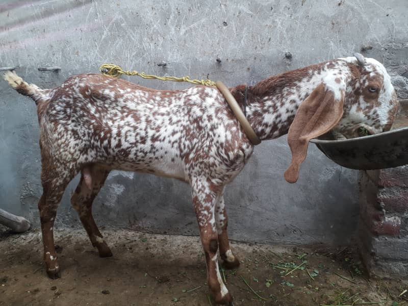 Makhi cheni Goat for sale 0