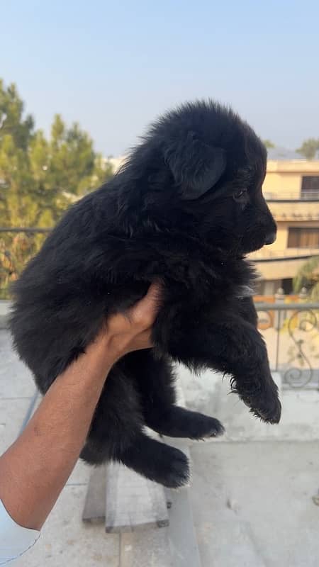 German Shepherds Pedigree Puppies for sale Females 1