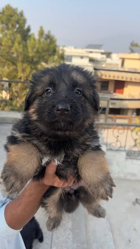 German Shepherds Pedigree Puppies for sale Females 2