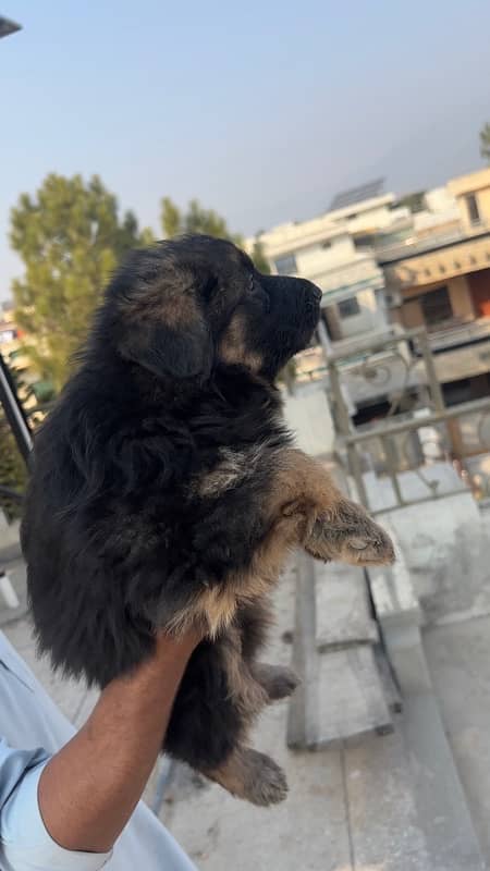 German Shepherds Pedigree Puppies for sale Females 3