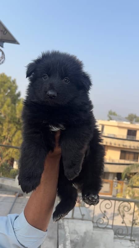 German Shepherds Pedigree Puppies for sale Females 4