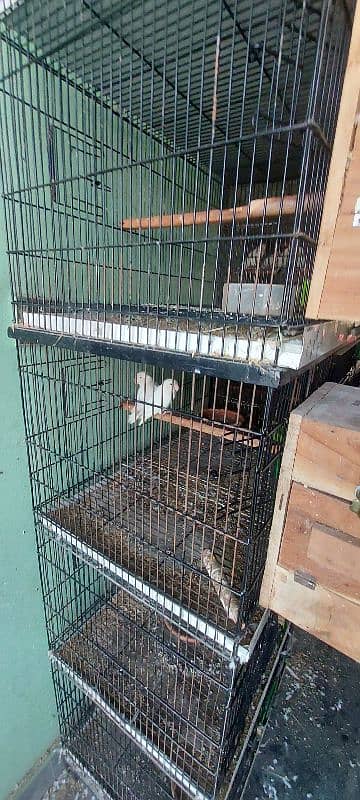 Cage love bird | Parrot cage | Birds cage | iron cage 4