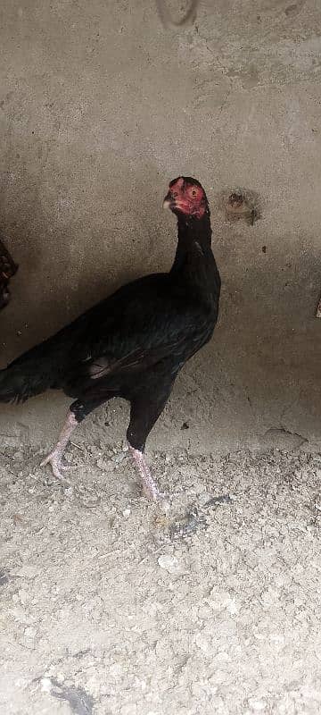 aseel hens for sale 0