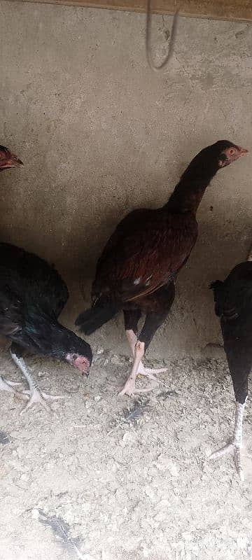 aseel hens for sale 1