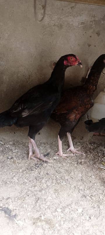 aseel hens for sale 2