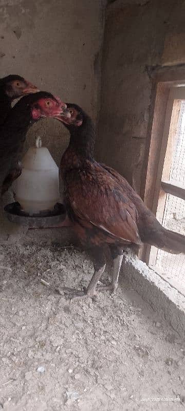 aseel hens for sale 3