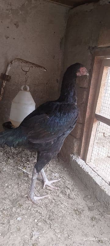 aseel hens for sale 4