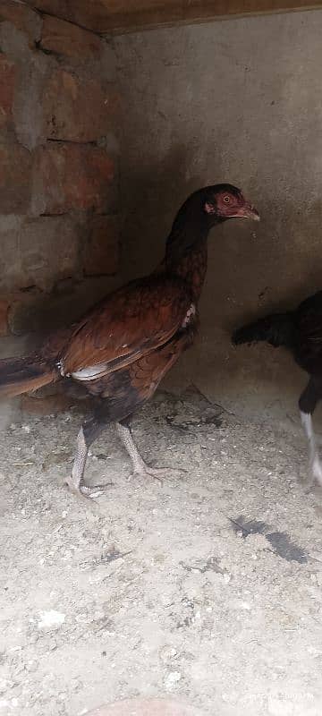 aseel hens for sale 5