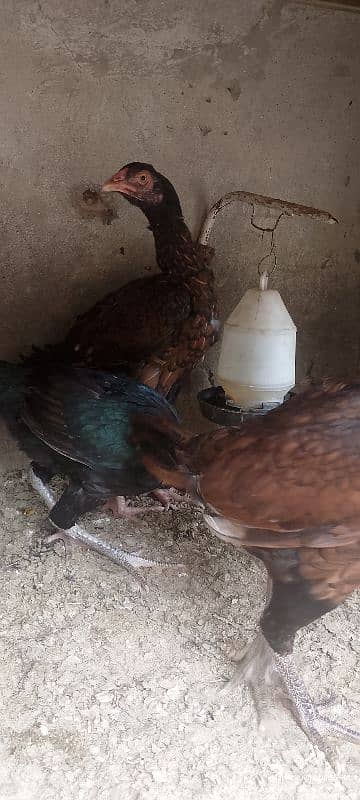 aseel hens for sale 6