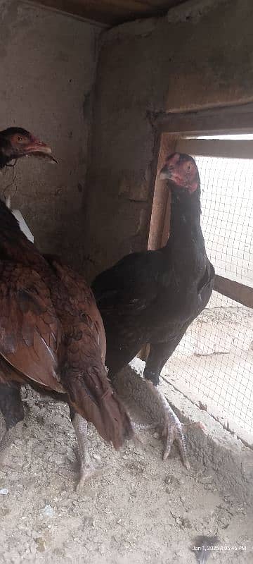 aseel hens for sale 7