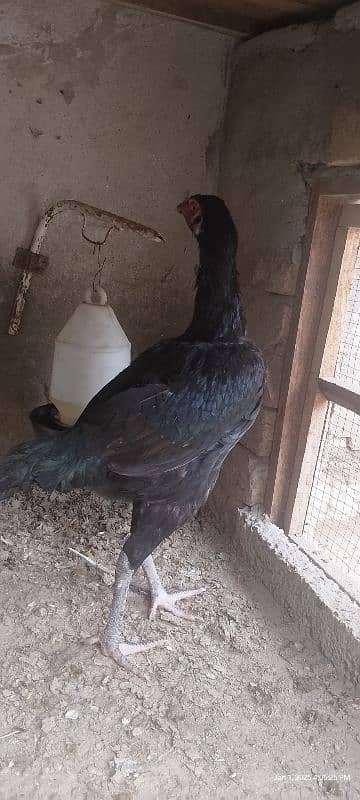 aseel hens for sale 8