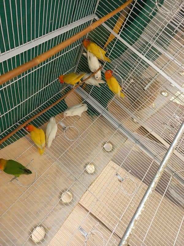 Breeding Pairs for Sale 0