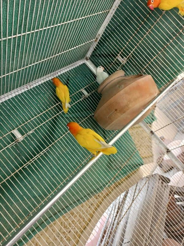 Breeding Pairs for Sale 2