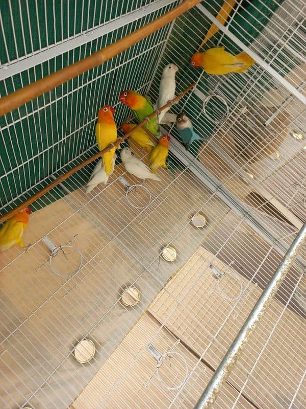 Breeding Pairs for Sale 4