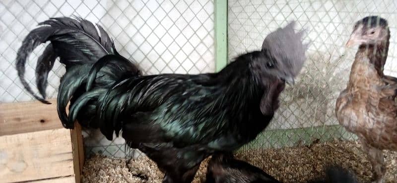 Ayam cemani breeder male 0