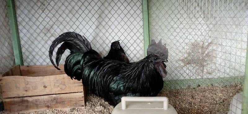 Ayam cemani breeder male 1