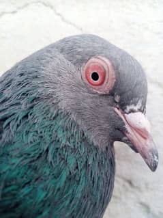 high fly pigeon for sale