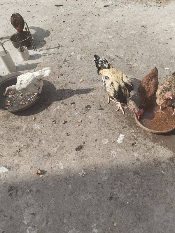 eggs lying aseel for sale 3