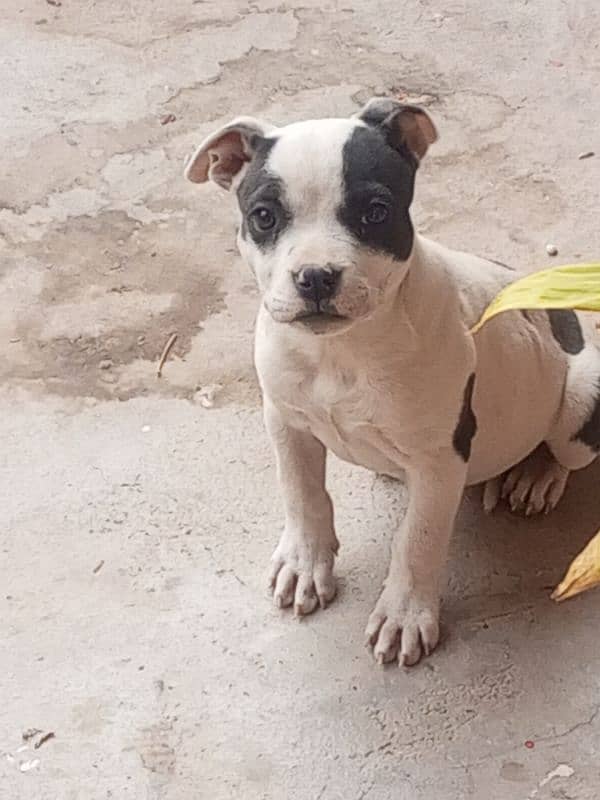 American Pit Bull. show Dog Nopatagere 0