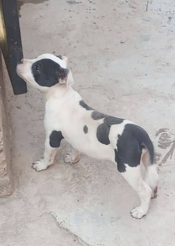 American Pit Bull. show Dog Nopatagere 3