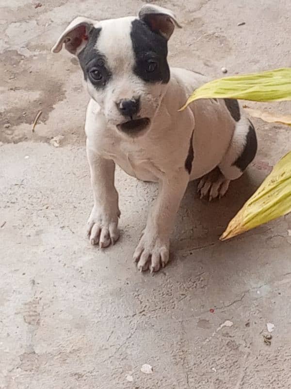 American Pit Bull. show Dog Nopatagere 4