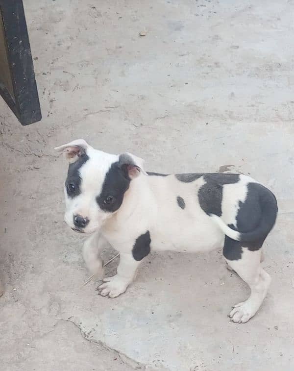 American Pit Bull. show Dog Nopatagere 5