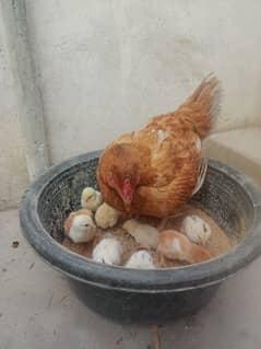 Aseel hen with chicks