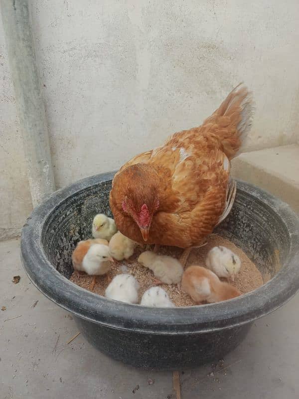 Aseel hen with chicks 1