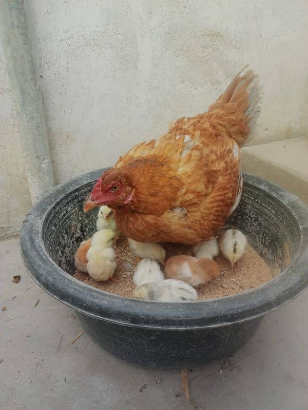 Aseel hen with chicks 2