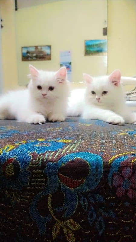 Persian White Triple Coated 0