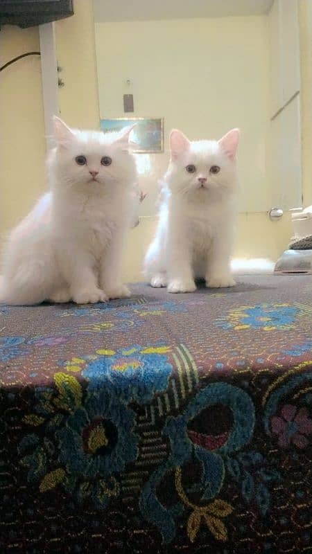 Persian White Triple Coated 1