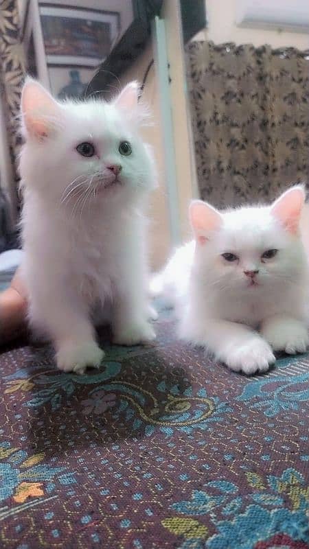 Persian White Triple Coated 2