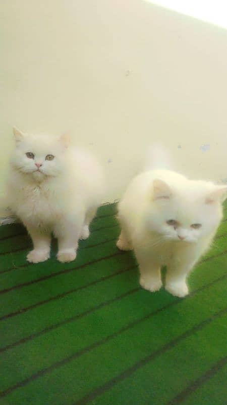 Persian White Triple Coated 3