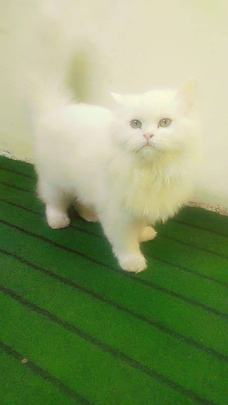 Persian White Triple Coated 4