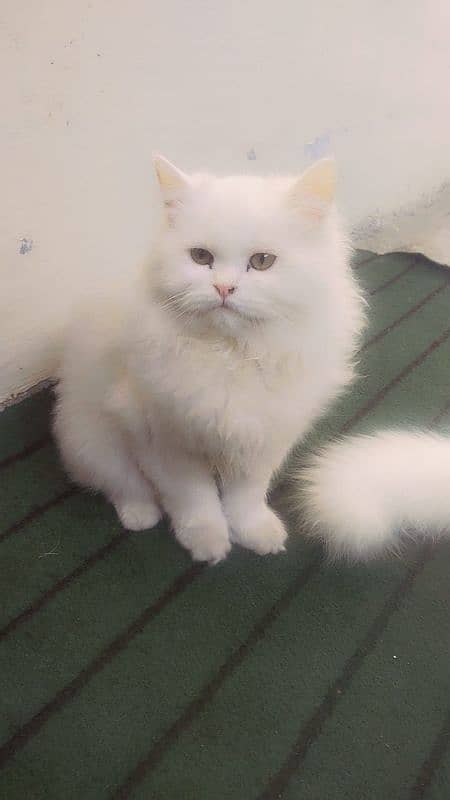 Persian White Triple Coated 5