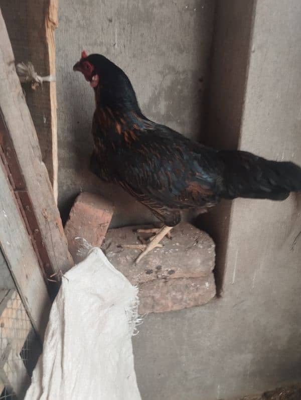 desi andy wali hens 0