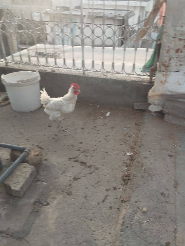 desi andy wali hens 3