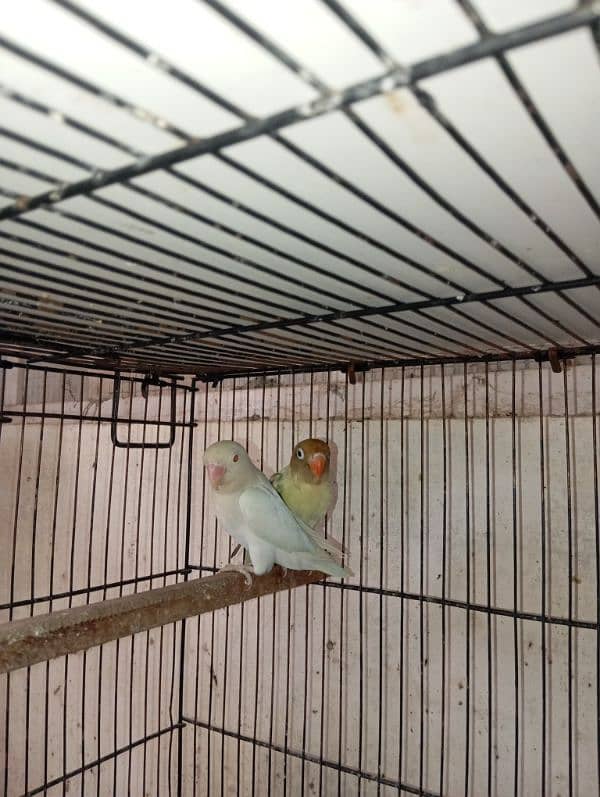 love birds breeder pairs available 2