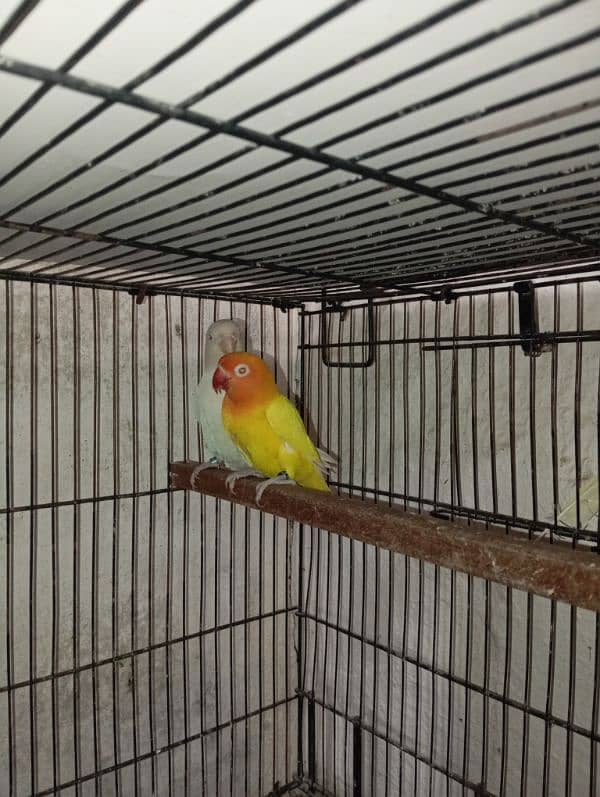 love birds breeder pairs available 3