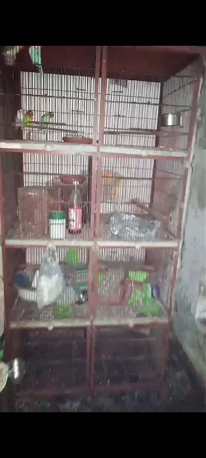 8 portion cage,shamo male 0