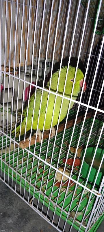 Parrot and cage for sale 0